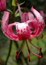 Un fiore di Lilium Martagon, presente nel parco